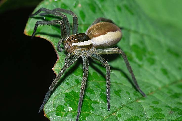 Dolomedes fimbriatus